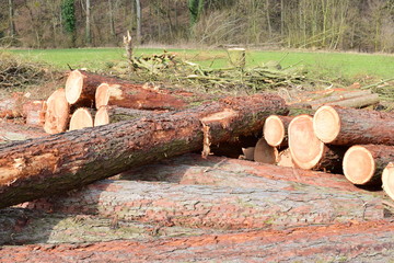 Kahlschlag