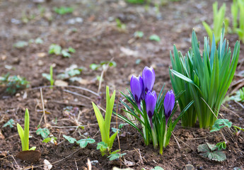 Violet spring flowers in the garden