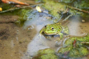 Macro shot of a green frog sitting in the swamp