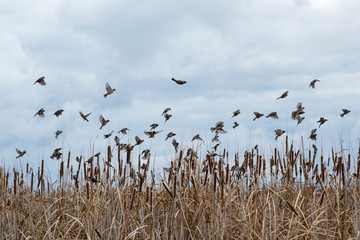a flock of sparrows flying