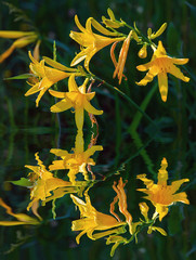 lilly reflection in pond