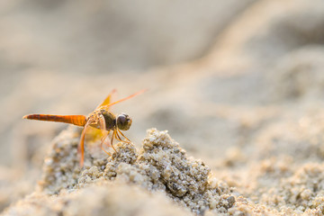 Dragonrfly on Sand
