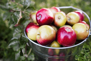 bucket full of ripe apples in sunset