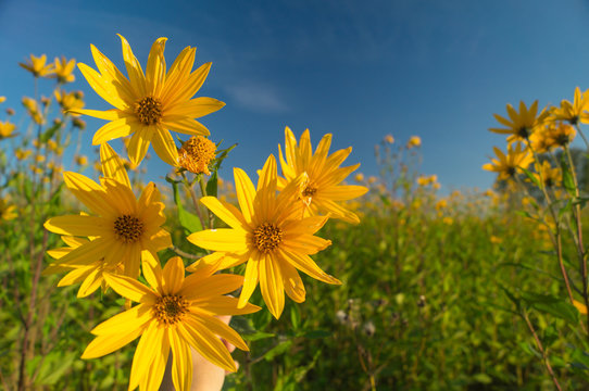 Landscape field of yellow flowers blue sky