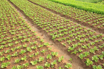 Fototapeta na wymiar green lettuce crops in growth at vegetable garden