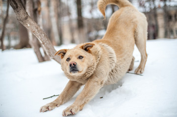 Non-pedigree dog stretching on snow