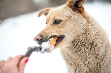 Branch eating dog portrait