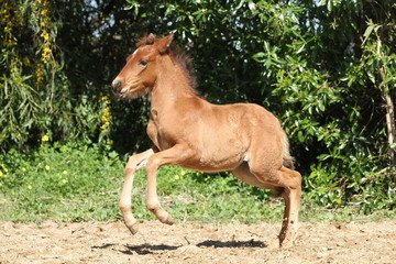 Fohlen mit Blesse im Galopp 