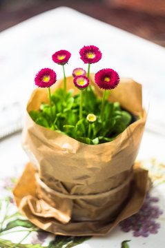 Margarete flowers in a pot