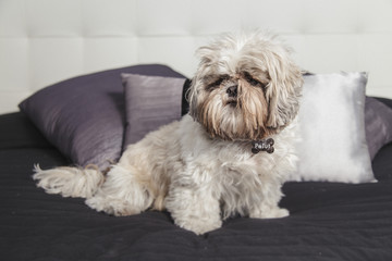 Cute puppy pet dog Shi Tzu on a pillow sofa