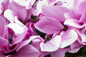  flowers of pink cyclamen - close up - obrazy, fototapety, plakaty
