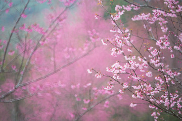 Cherry blossom forest