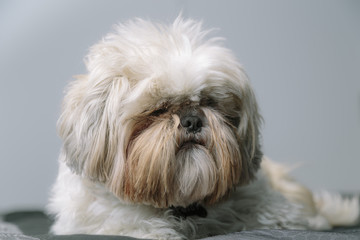 White furry cute puppy Shi Tzu breed dog portrait