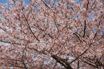 Cherry blossom in Japan