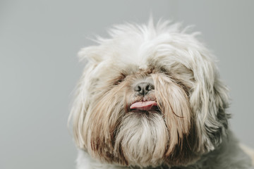 Tongue out on a cute white hairy pet dog - obrazy, fototapety, plakaty