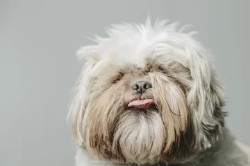 Rolgordijnen Tongue out on a cute white hairy pet dog © jordieasy