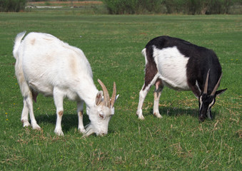 Domestic goats  grazing on green meadow 
