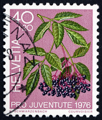 Postage stamp Switzerland 1976 Black Elder, Forest Plant