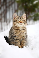 Котенок на снегу