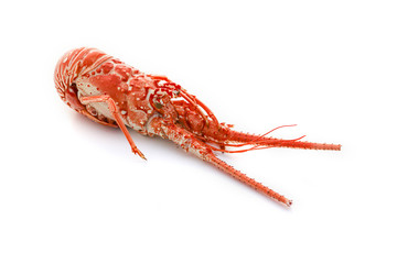 langouste