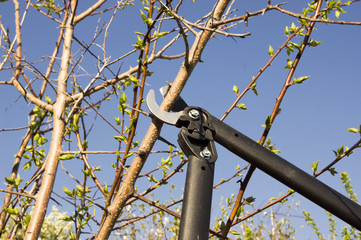 Fototapeta premium Tree cutting