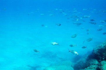 Fototapeta na wymiar Mediterranean fish underwater. Called Sparlotti in italian language