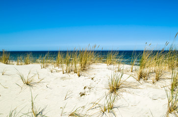 Grass sand dune beach sea view, Leba, Baltic Sea landscape, Poland