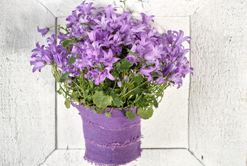Purple campanula  blue bell flowers on white  wooden background