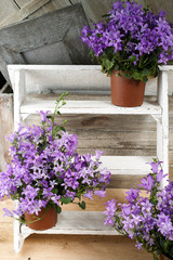Purple campanula  blue bell flowers on wooden background