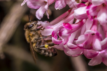 bee and flower