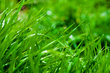 On the green grass dew drops