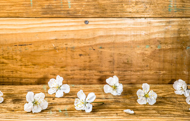 Fototapeta premium Wooden background with white blossom petals, copy space
