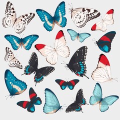 Collection of butterflies