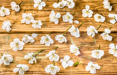 Wooden background with white blossom petals, copy space