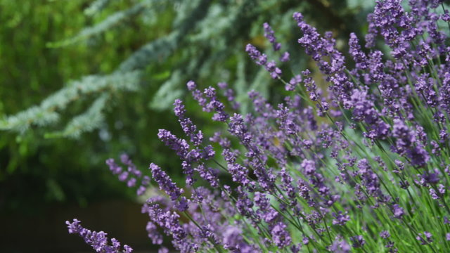 Closeup of lavender blowing in wind, dolly movement