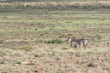 Mountain zebra mare with foal suckling