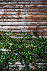 Brown old fence with green ivy