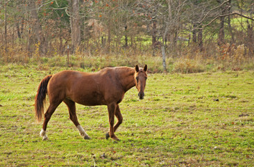 Beautiful brown horse walking in green grass. - 105279713