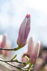 Abwaschbare Fototapete Magnolie Blühende rosa Magnolie