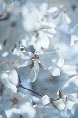 Flowering white magnolia in vintage style