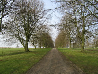 Tree lined driveway