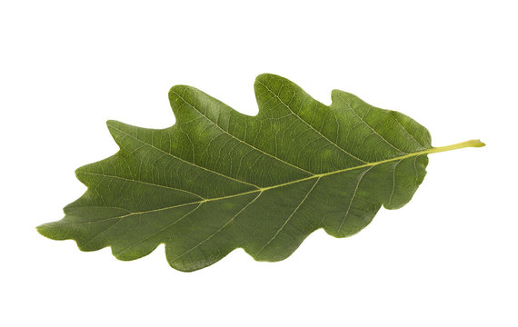 Green oak leaf isolated on white with clipping path