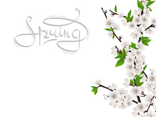 Fototapeta premium Cherry spring branch with white flowers. Handwritten word spring. Vector template for greeting card.