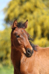 Obraz premium Hengstfohlen vor gelben Blumen