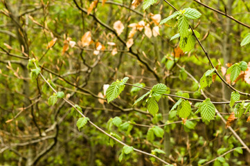 Young spring leaves on a twig of tree in the forest