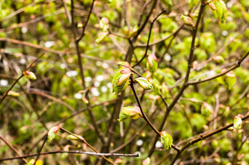 Young spring leaves on a twig of tree in the forest