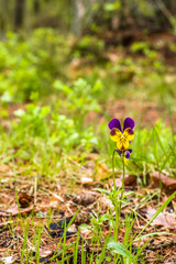 Wild pansy blooming in the spring forest