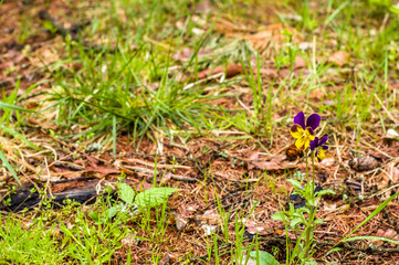 Wild pansy blooming in the spring forest