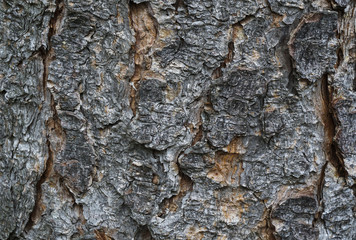 Hintergrund Baumrinde