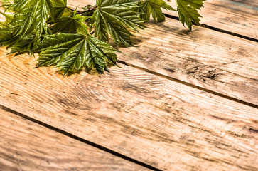 Spring maple leaves over wooden background with copy space